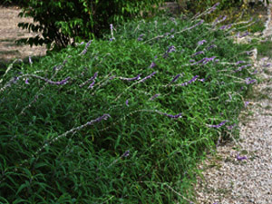 Vivers Càrex - Salvia leucantha